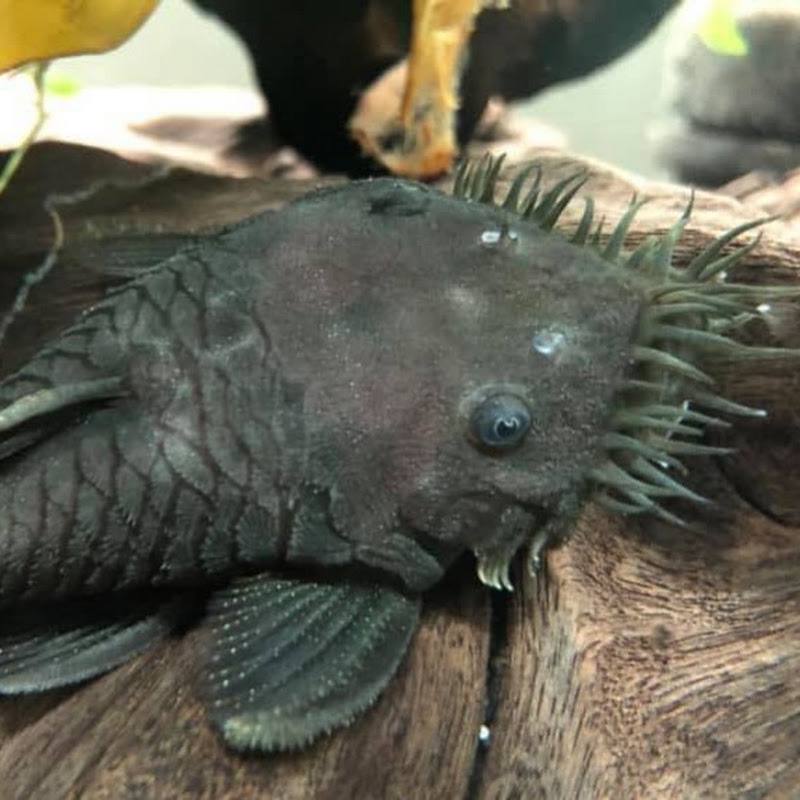 Freshwater Ichthyology