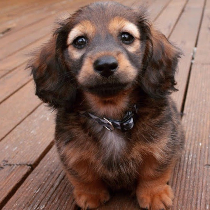 Cosmothedachshund