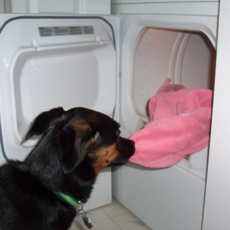 Service Dog Training Institute (Donna Hill)