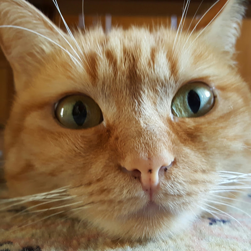 Sissi The Red Cat