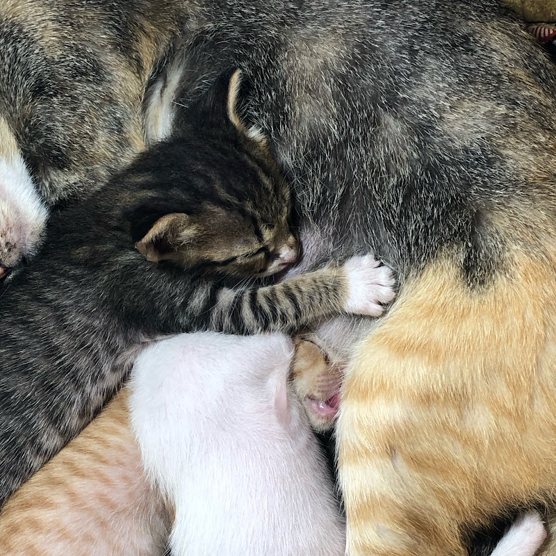 My Whiskers Family
