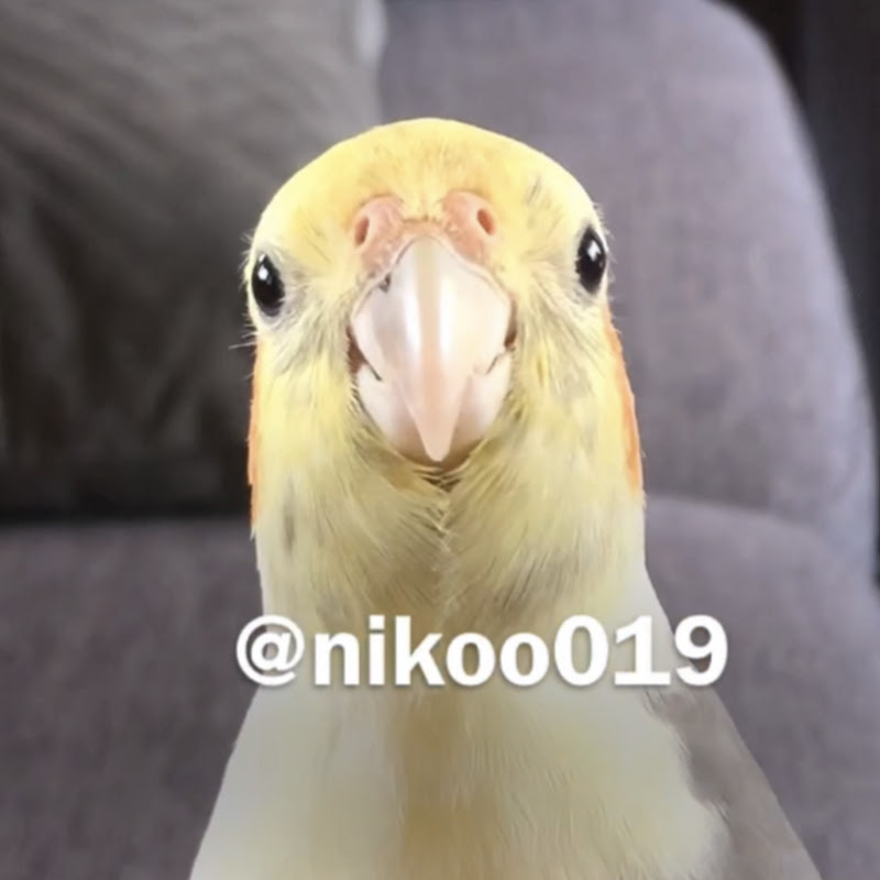 Nies19 Nikoo019