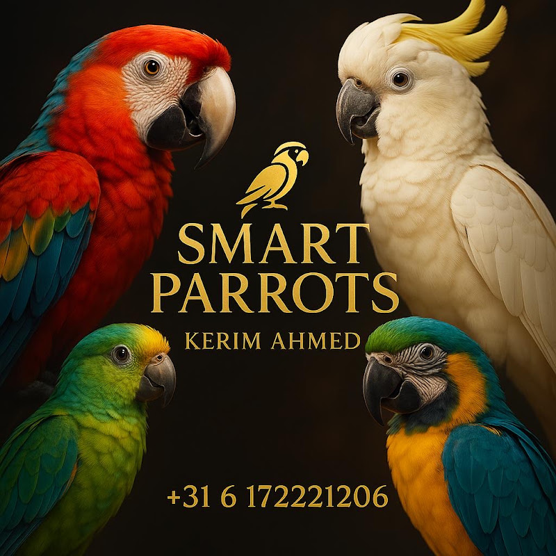 Smart Parrots-Kerim Ahmed