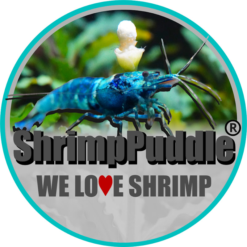 ShrimpPuddle - Wirbellose Und Mehr!