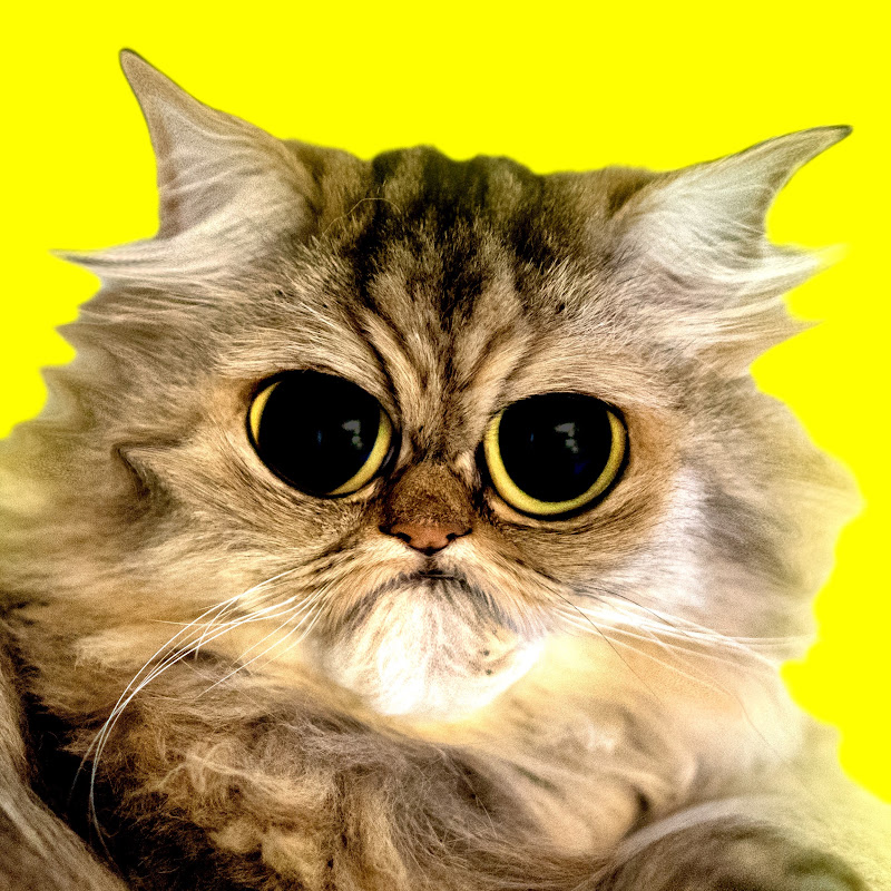 CATS TV - Game For Cats