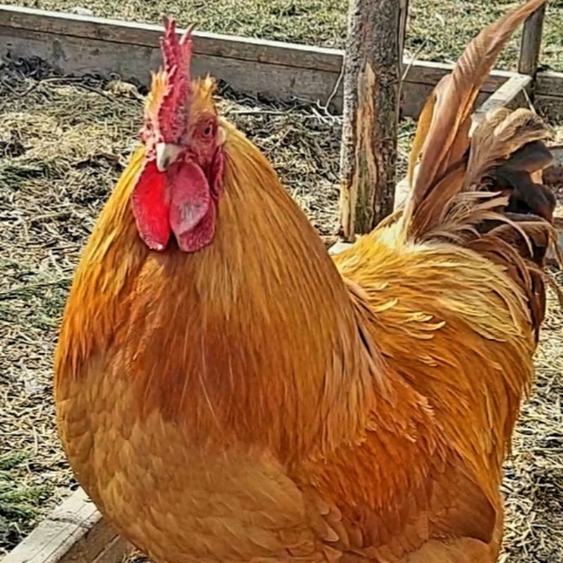 FunnyAnimalThingz