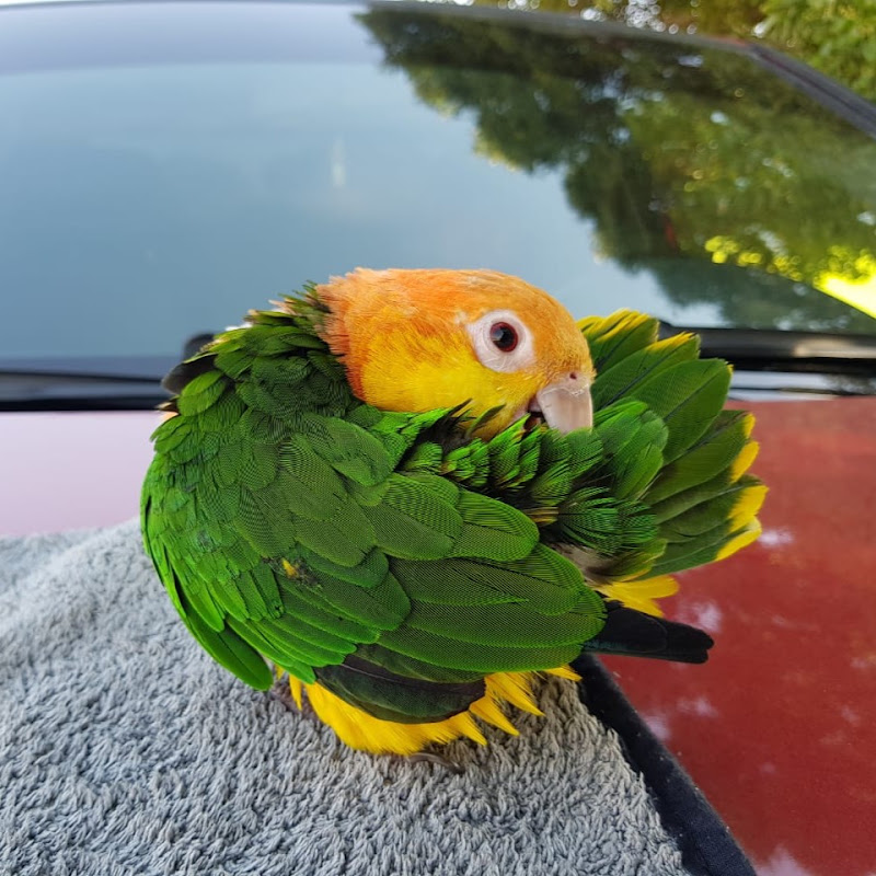 CaiqueTube
