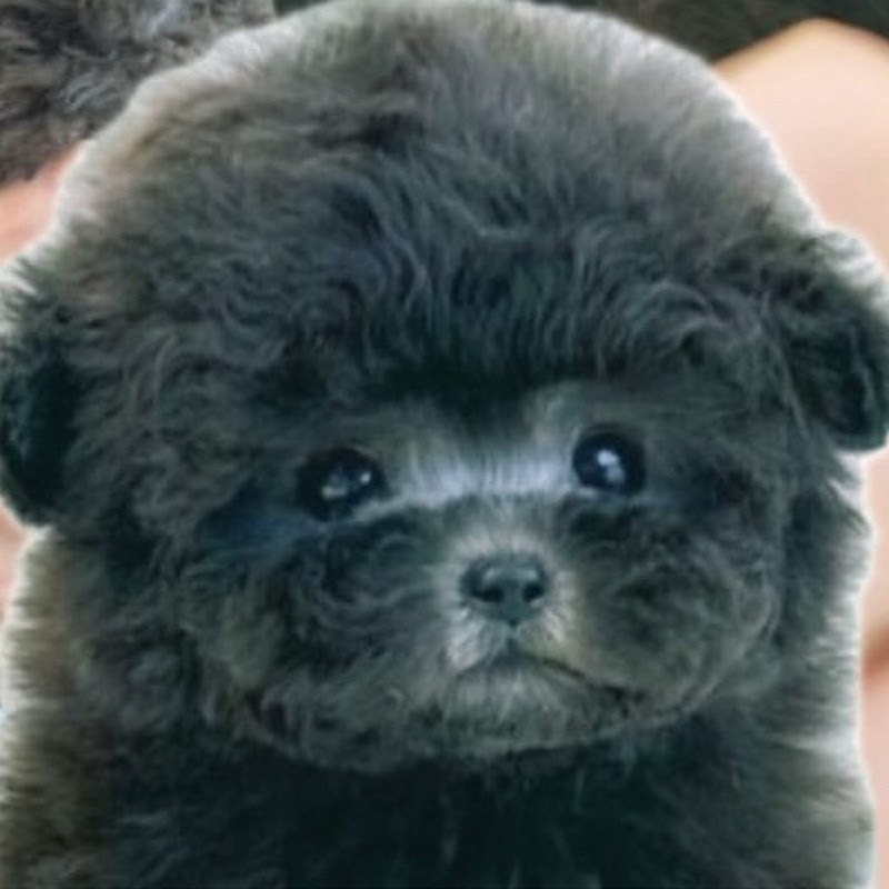 개똥철학