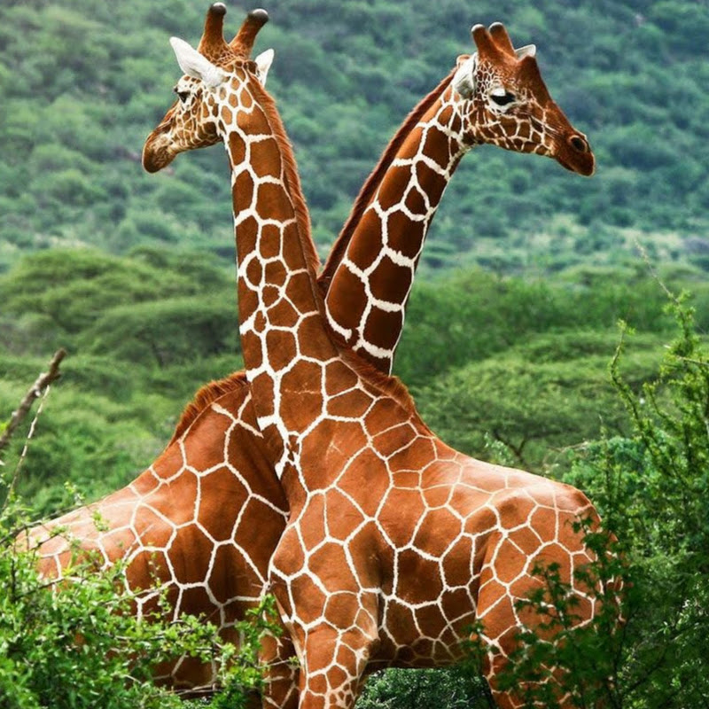 Vida De Animales