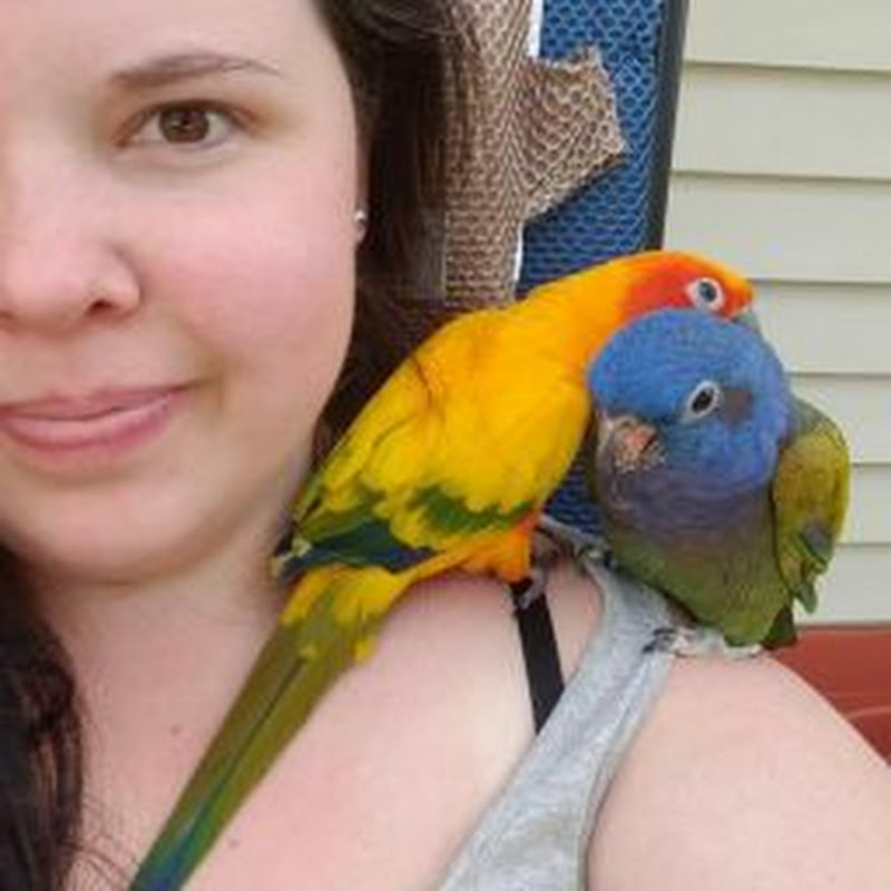 Mizzy's Parrots