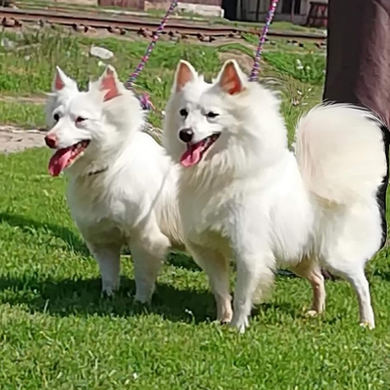 Peshawar Dog Centar