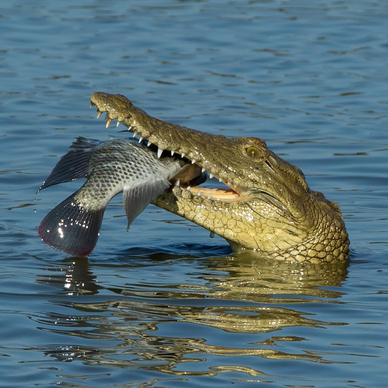 Crocdoc2