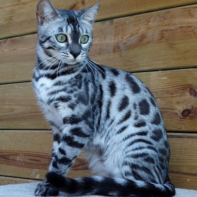 Cattery One In A Million