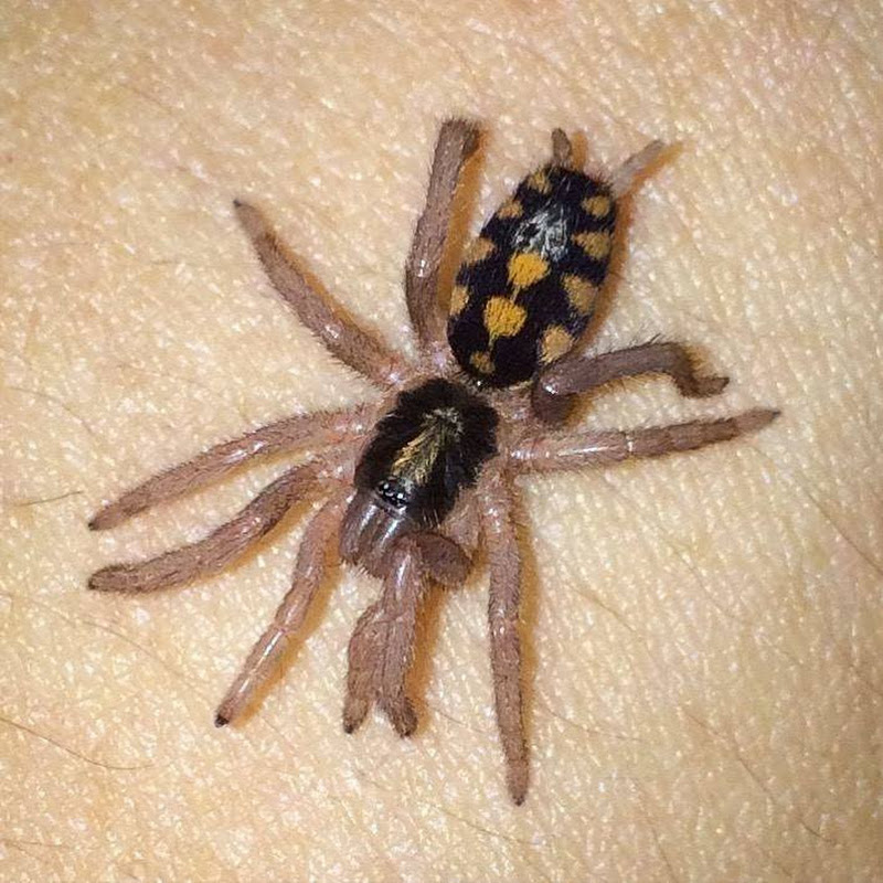 Tarantulas /╲/\( •̀ ω •́ )/\╱\