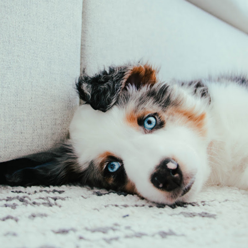 Frankie The Aussie