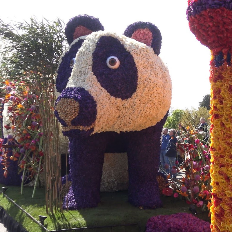 BloemencorsoNL