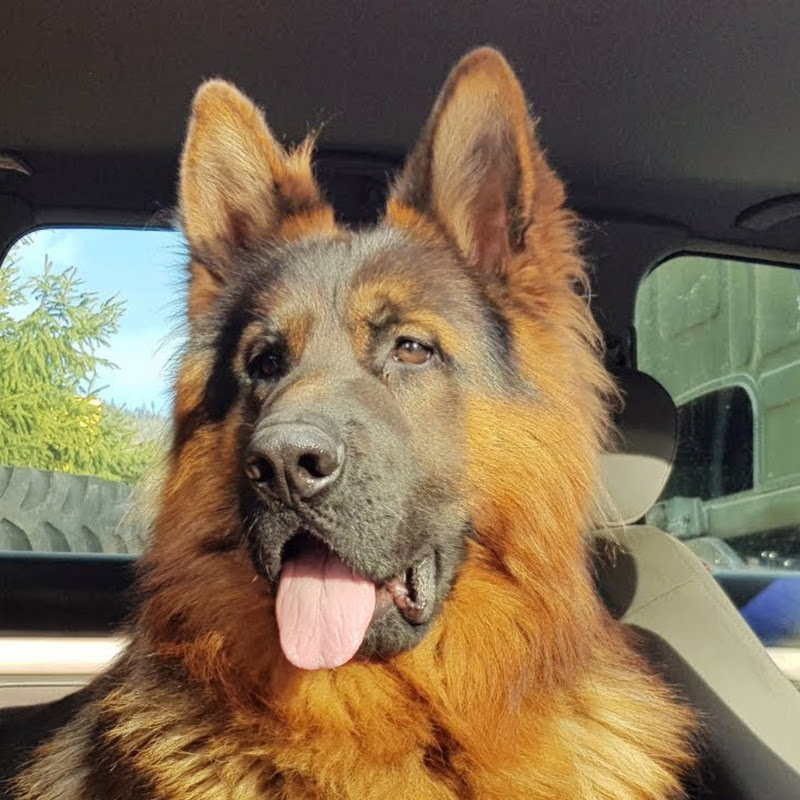 German Shepherd/Owczarek Niemiecki - Major