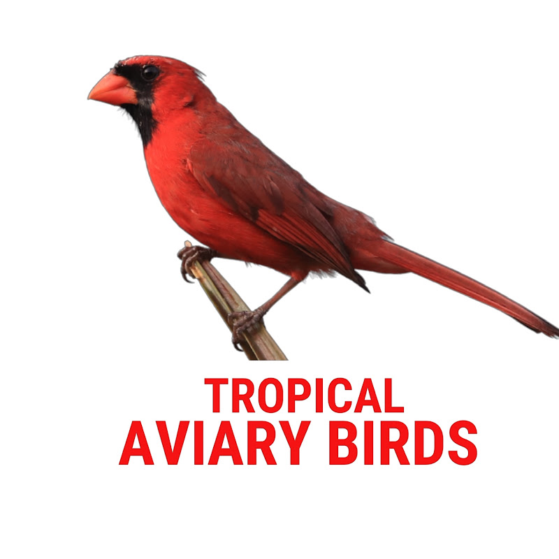 Tropical Aviary Birds - Torben Dehlholm