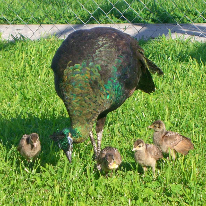 Pfauenfarm / Peafowl Farm