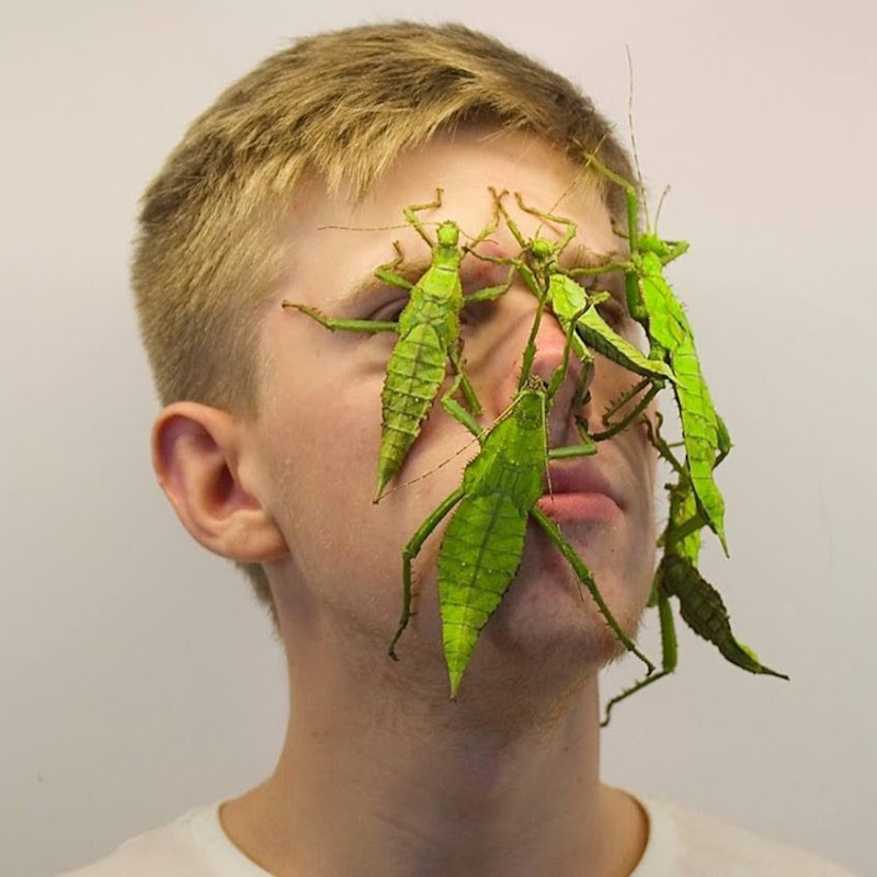 Adrian Kozakiewicz/Insecthaus®
