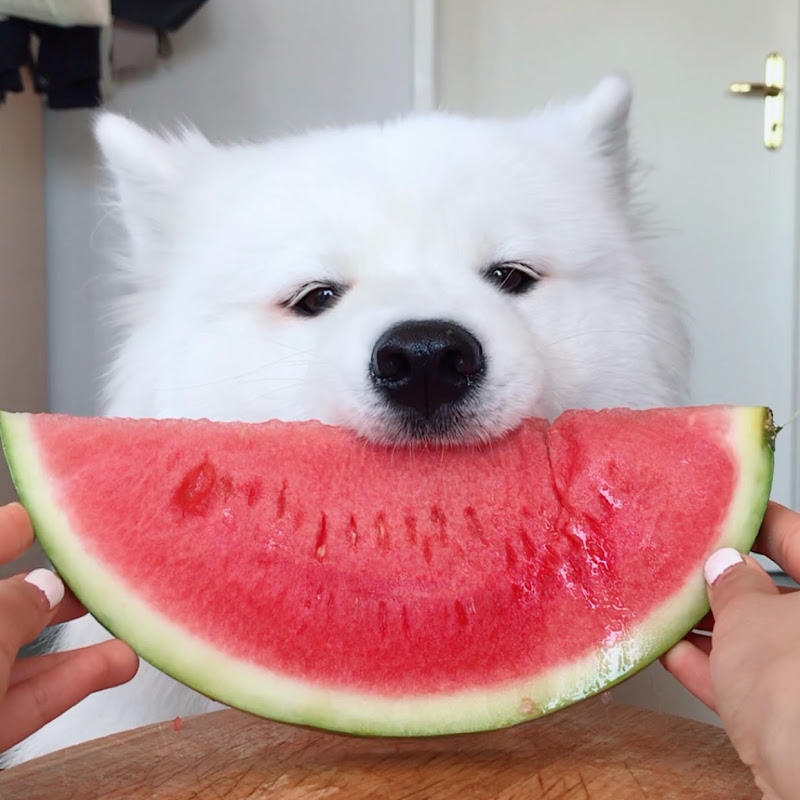 MAYA THE SAMOYED ʕ ᵔᴥᵔ ʔ