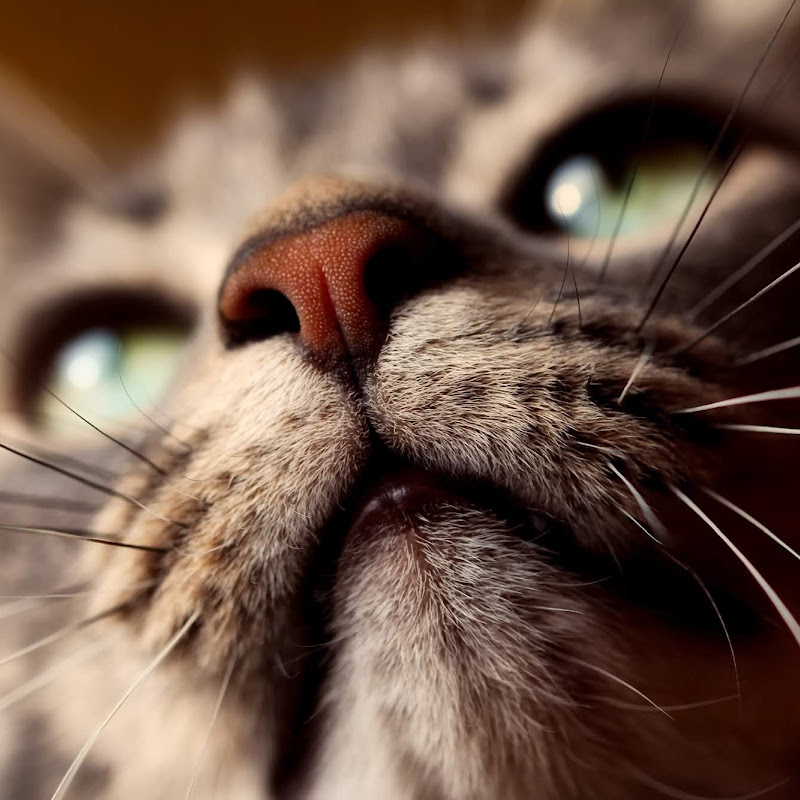 Balearic Meow