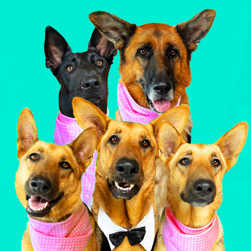 Banjo, Matilda, Rosie & Big Sister Lily GSDs