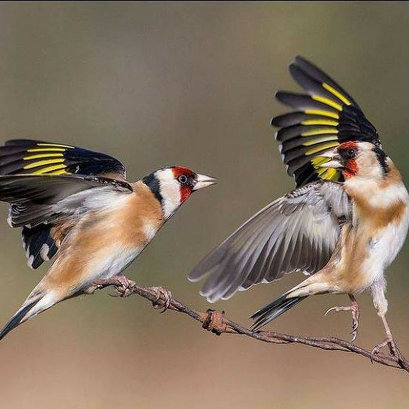 Wildlife And Wood Art
