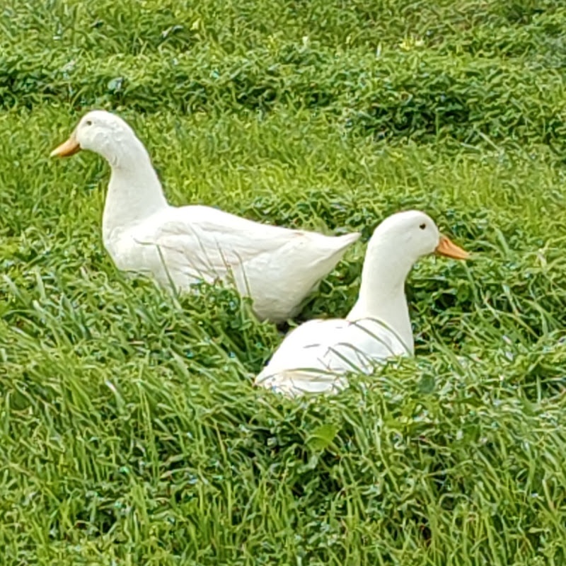 Animal World