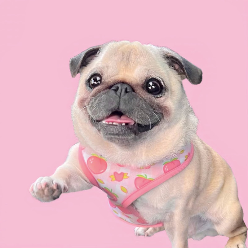 Loulou The Pug