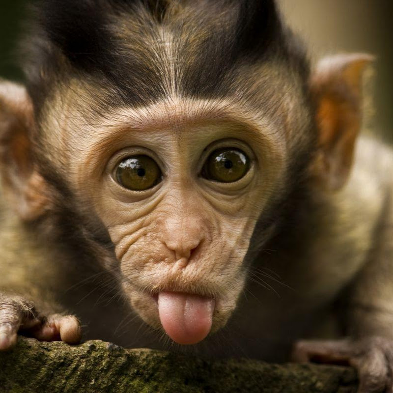 Cute Baby Monkey