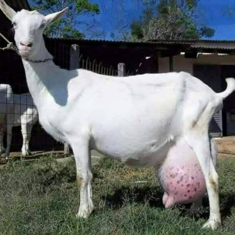 Sheep And Goats