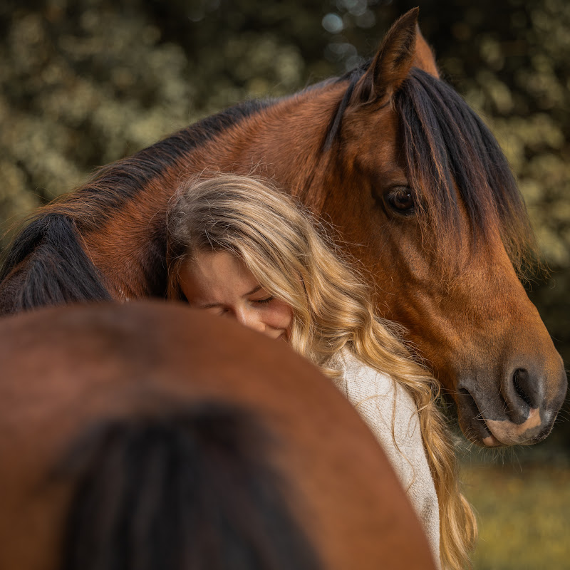Bella Ein Pony Fürs Leben