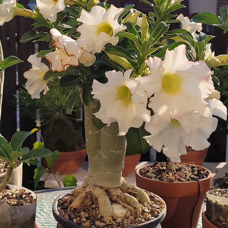 Bonsai Life