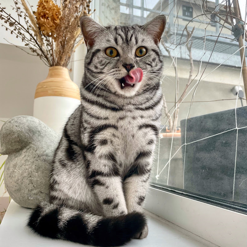 Catmurgel