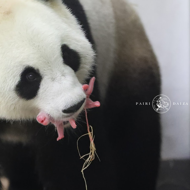 Pairi Daiza
