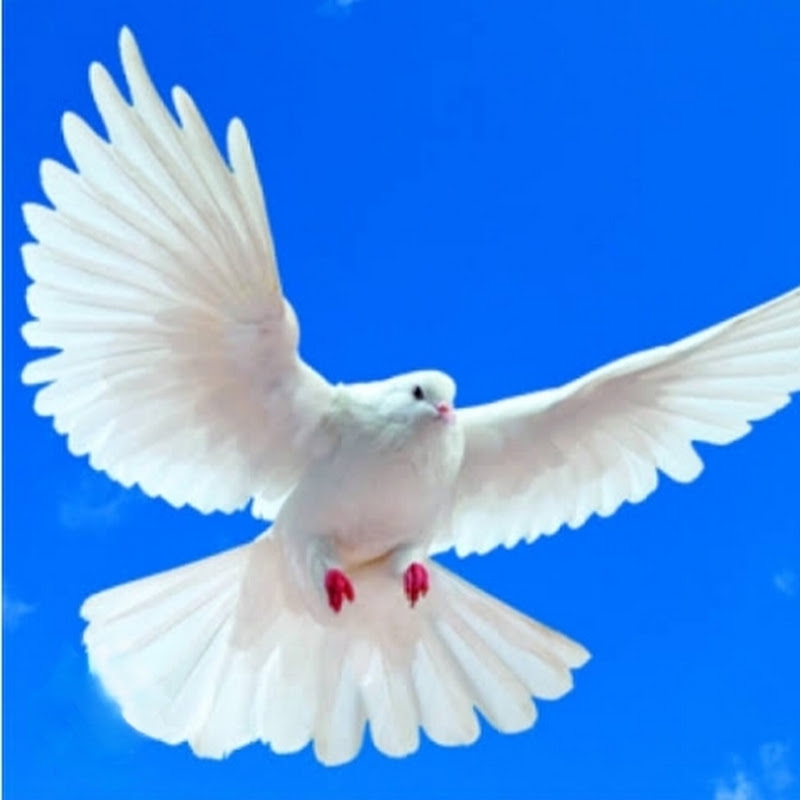 قناة بيع انواع الطيور