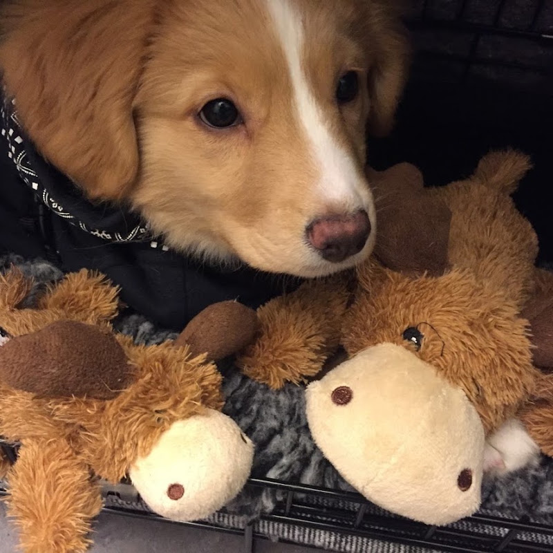Moxie - 🇳🇴’s Cutest Pet 2018