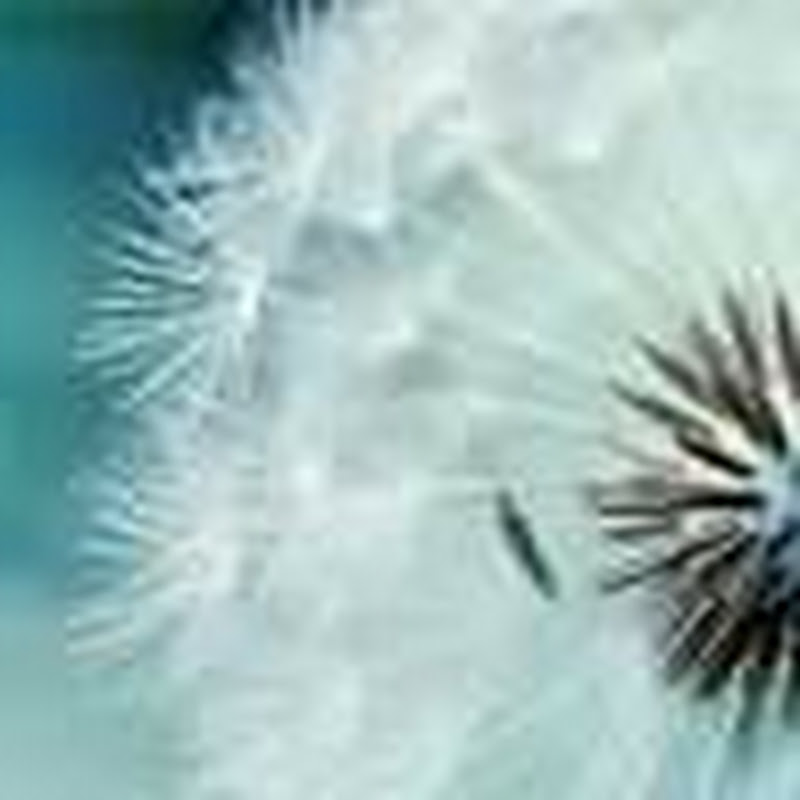 Plexus Videos