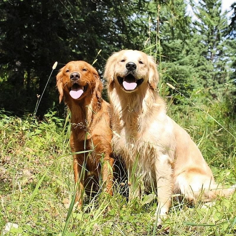 Odin & Sassa