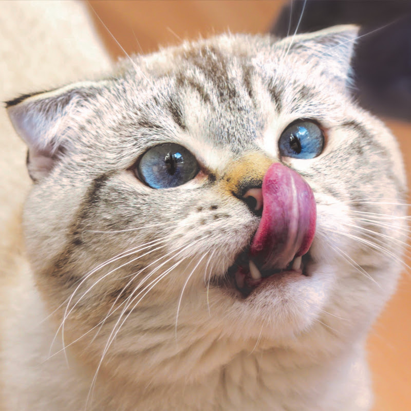 Cats World