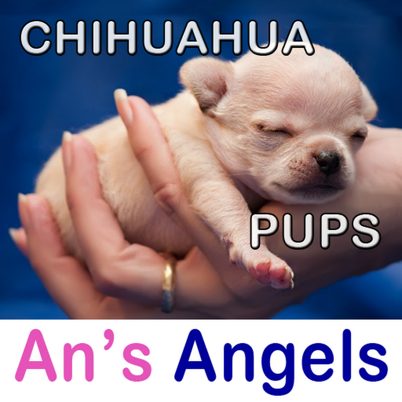 An's Angels