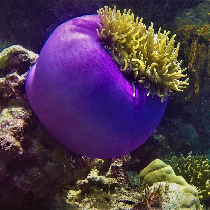 Marine Life TV