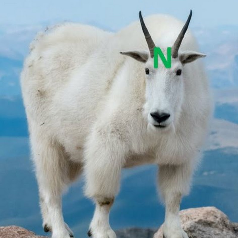 Nitro Goat