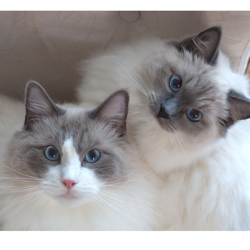 Four Ragdolls And A Little Lady