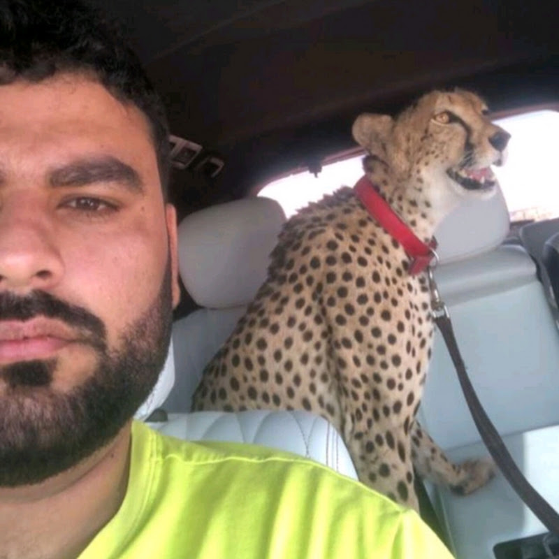 حمودكا ملك الوحوش