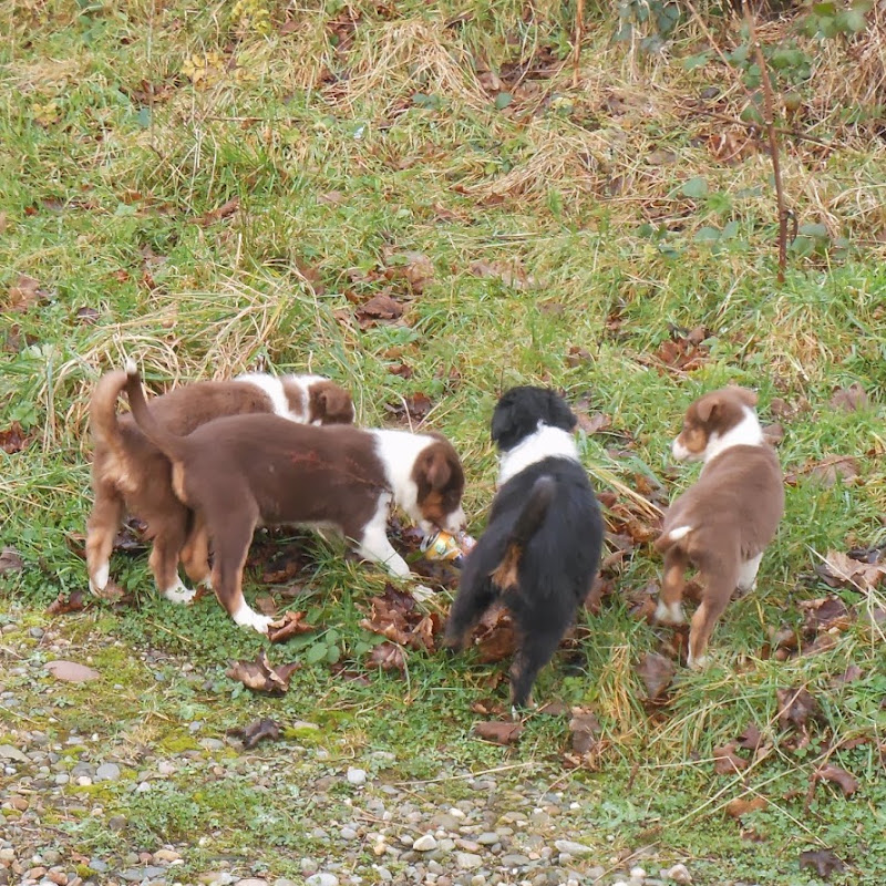 Ardagh Sheepdogs