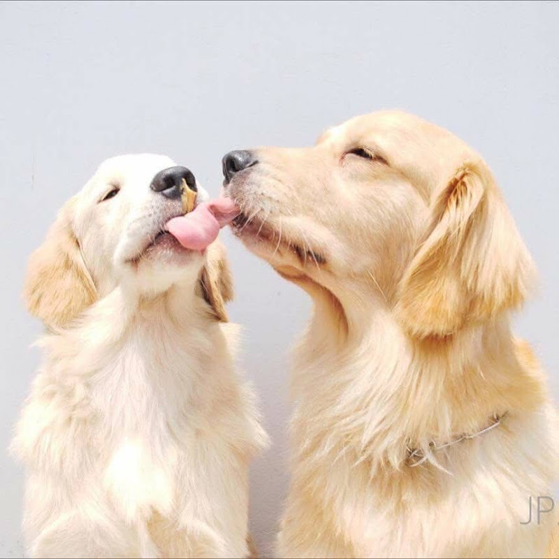 Three Golden Retrievers