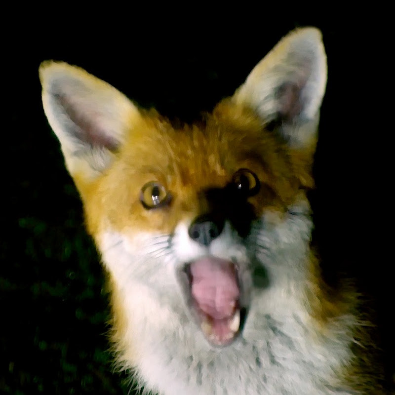 Mr Fox's Foxes