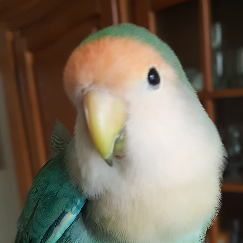 Pcrobec